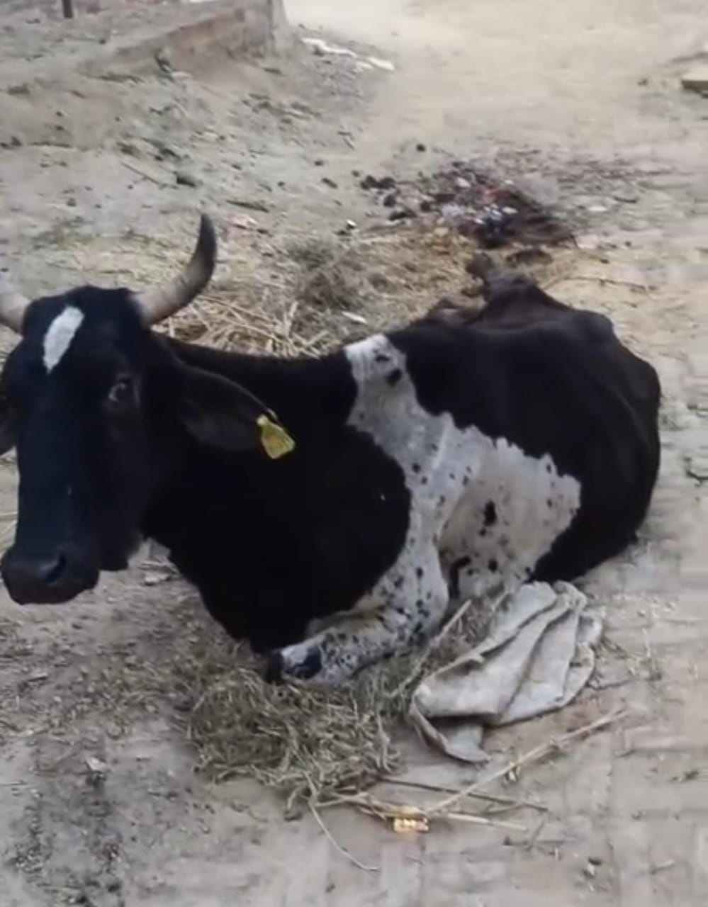 बीमार गाय की सुध नहीं ले रहे जिम्मेदार, हफ्तों से सड़क किनारे पड़ी है पशु